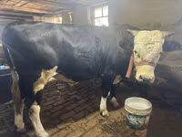 İnək, Simmental cattle — foto 1