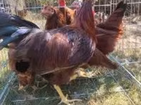 Chickens — 5. fotó
