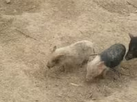 母猪, Pigs — 照片 5