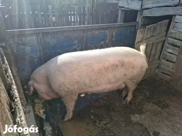 Süldőanya,  — Magyarország