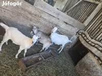 Cabra, Cabras — foto 2