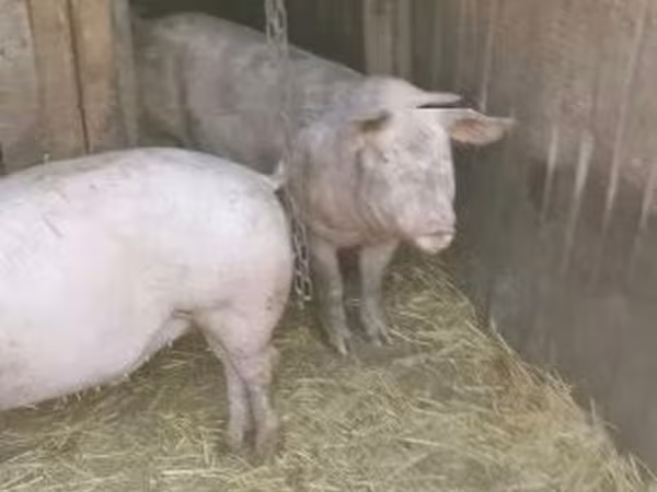 猪（批次，未指定性别）, Pigs