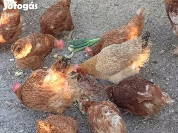 Chickens — Magyarország