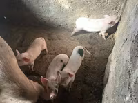 Sow, Pigs — photo 5