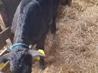 Krowa, Simmental cattle — zdjęcie 2