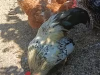Chickens — Foto 4