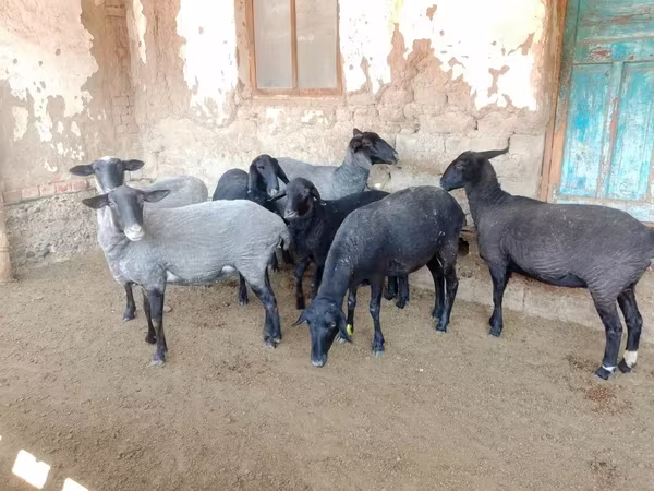 Schaf, Romanov sheep