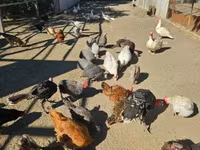 Chickens — الصورة 2