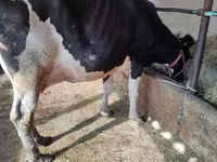 Tehén, Holstein fajta — 4. fotó