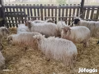 Ram, Racka sheep — photo 4
