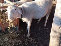 Widder, Lacaune sheep — Foto 2