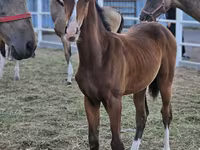 Hing, Akhal-Teke — 2. fotó