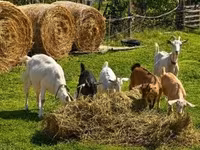 公山羊, Goats — 照片 4