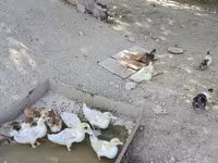 pato criollo doméstico — foto 4