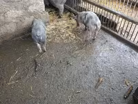 Boar, Виндснайер — photo 2