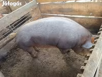 公猪, Дюрок — 照片 3