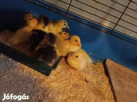 Ducks — الصورة 1