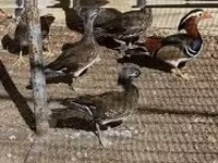 Ducks — الصورة 3
