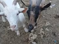 母山羊, Goats — 照片 3