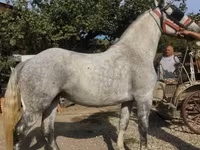 母马, Andalusian horse — 照片 2