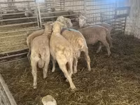 Kos, Merino sheep — 2. fotó