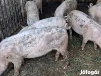 Boar, Крупная белая — photo 3
