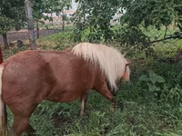 Mare, Australian Pony — photo 4
