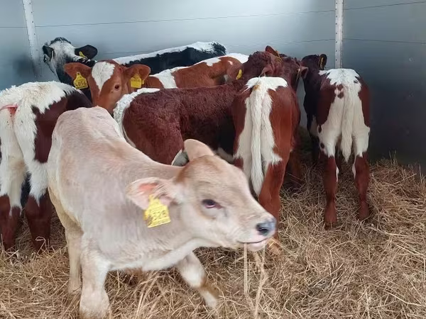 公牛, Simmental cattle