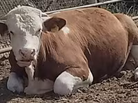 ثور, Simmental cattle — الصورة 1