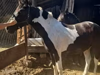 Hing, Nonius horse — 2. fotó