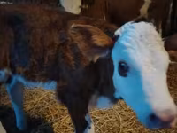 सांड, Simmental cattle — फ़ोटो 1