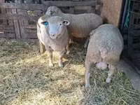 公羊, Ile-de-France sheep — 照片 4