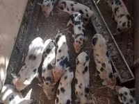 Eber, Schweine — Foto 4