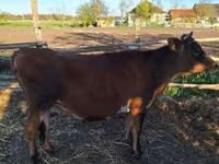 Cow, Limousin cow — photo 7