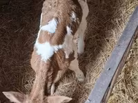 Krowa, Simmental cattle — zdjęcie 4