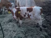 Bull, Simmental cattle — photo 1