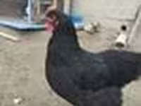 جيرسي جاينت — الصورة 6