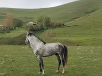 Hing, Azerbaijan horse — 1. fotó