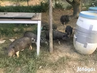 नर सूअर, Вьетнамская вислобрюхая — फ़ोटो 3