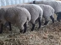 Juh, White Suffolk sheep — 3. fotó