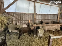 Carnero, Merino sheep — foto 7