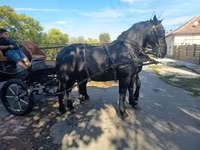 母马, Friesian — 照片 5