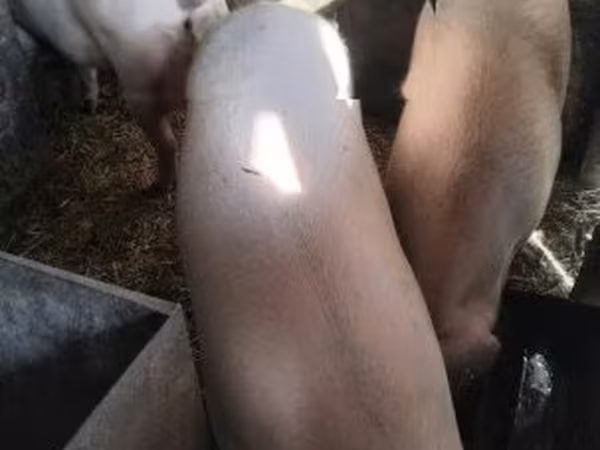 Eber, Schweine — Ungarn