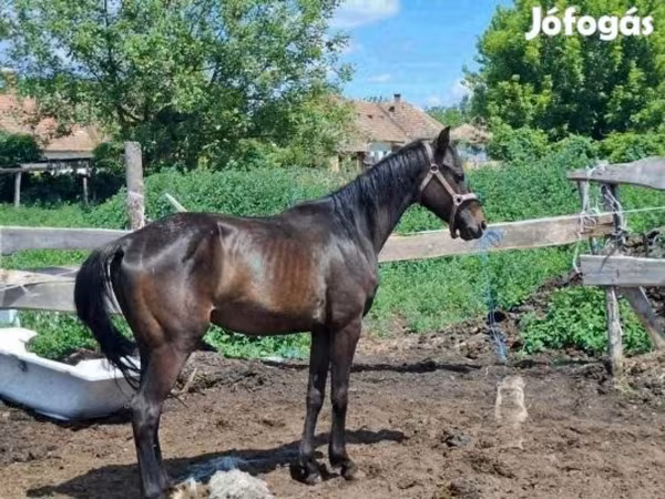 Horse (M), Hungarian horse breed