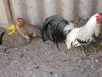 Chickens — foto 2