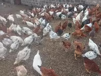 Chickens — foto 1