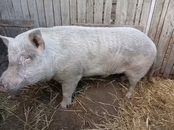 Eber, Schweine — Ungarn