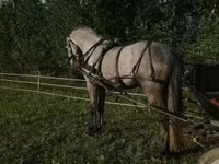 Айғыр, Lipizzaner — 5-сурет