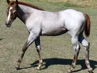 Kanca, Quarter Horse — 8. fotó
