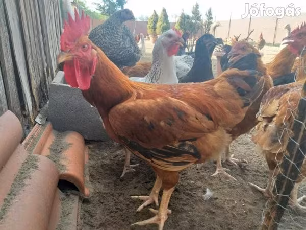 Chickens — Magyarország